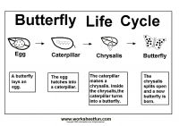 Butterfly Life Cycle - One Worksheet